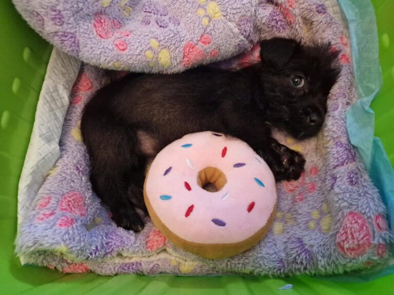 RSPCA warns of surge in animal abandonments across Wales