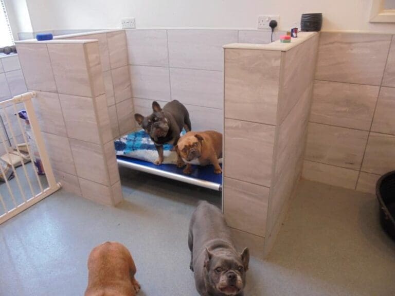 Cardiff dog breeders prosecuted after years of illegal puppy farming