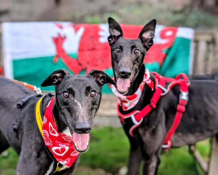 Dogs Trust urges politicians to back stronger dog welfare laws in Wales