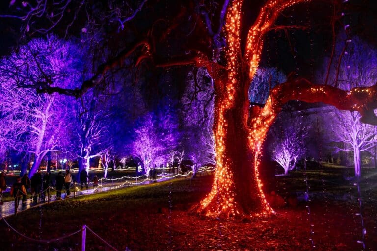 Christmas at Bute Park wraps up fifth year with record crowds and star guests