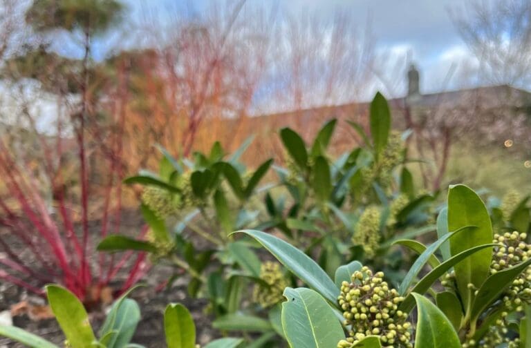 Aberglasney cuts winter entry to £10 to celebrate new Winter Garden