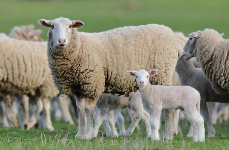 Powys farmer fined for causing unnecessary suffering to 80 sheep