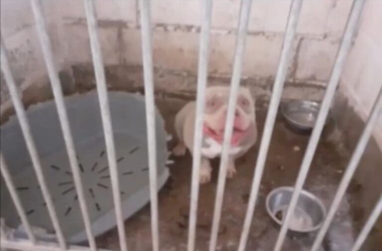 Illegal dog breeders sentenced after dozens of dogs found in filthy conditions