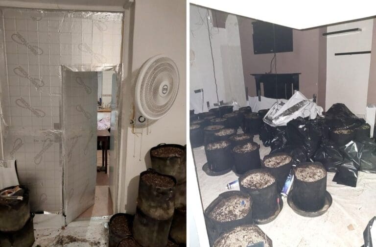 Swansea landlord faces huge costs after cannabis factory discovered