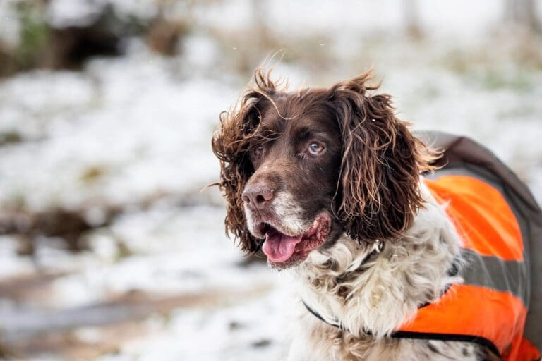 Pet owners urged to take action as freezing conditions hit Wales