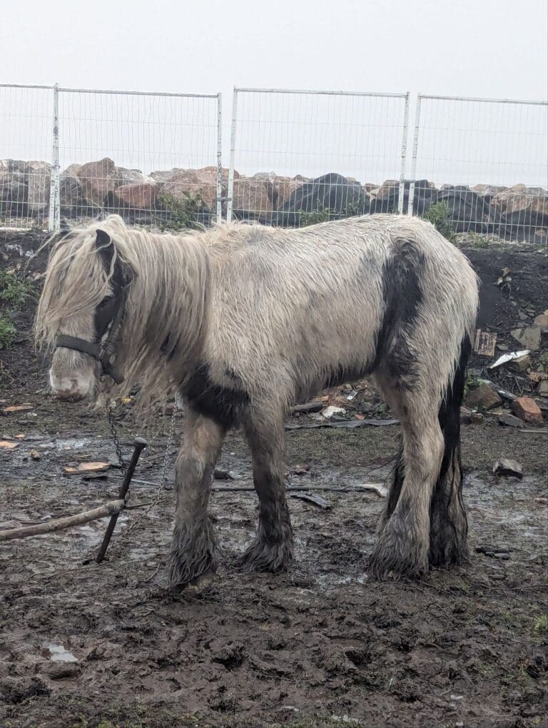 Appeal for owner of pony found in thin and poor condition in Cardiff