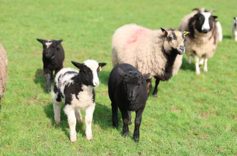 Greenmeadow Farm sees surge in visitors since reopening