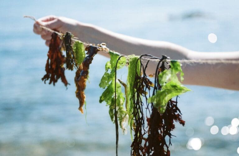 Halen Môn unveils plans for Seaweed Festival 2026