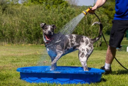 Why walking your dog this bank holiday could be dangerous in the heat