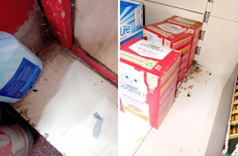 Cardiff Council takes action after rat infestation discovered in Cardiff shop