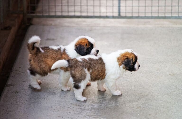 Rise in puppy breeding complaints prompts calls for law review in Wales