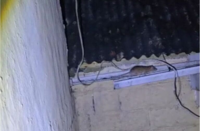 Woman banned from feeding birds after attracting rats to community