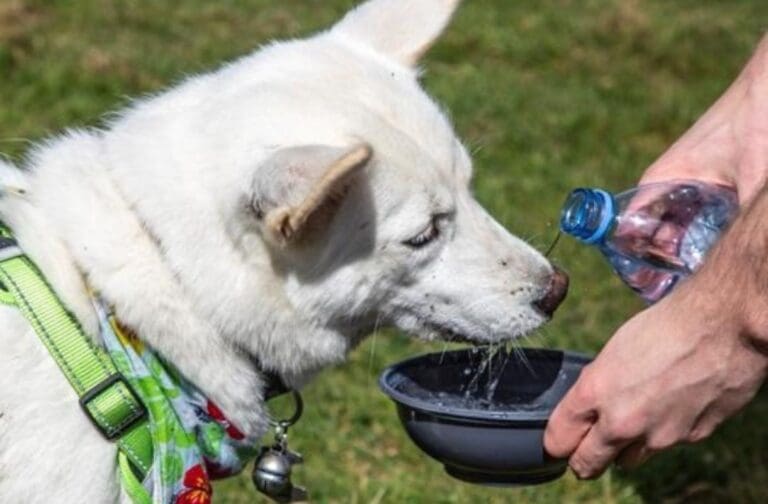 ‘Silent killer’ heatstroke threat prompts warning for Welsh pet owners