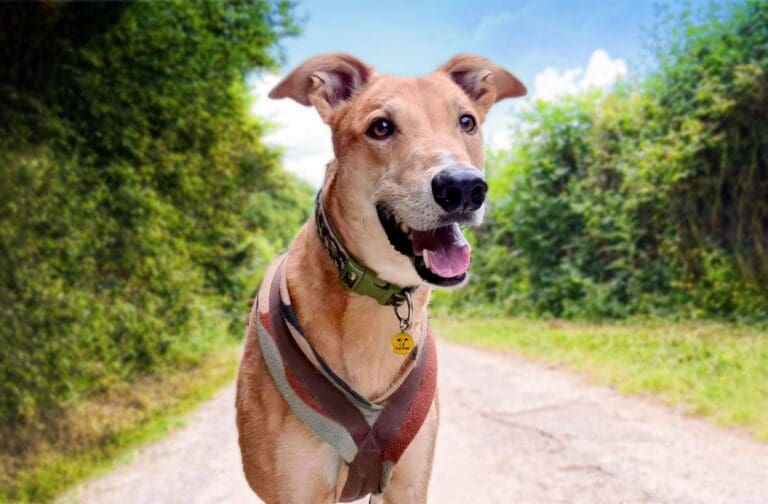 Dog owners urged to avoid daytime walks as red heat warning issued