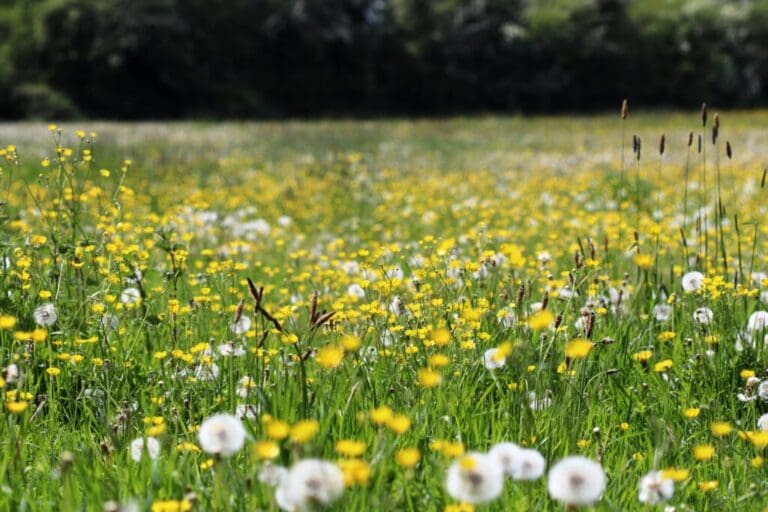 Why Monmouthshire is leaving some grass uncut this summer