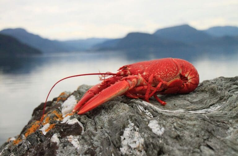 Campaign launched to clarify Welsh law on boiling lobsters alive