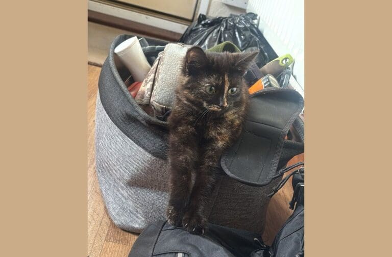 RSPCA appeals for help after kitten found in zipped-up freezer bag