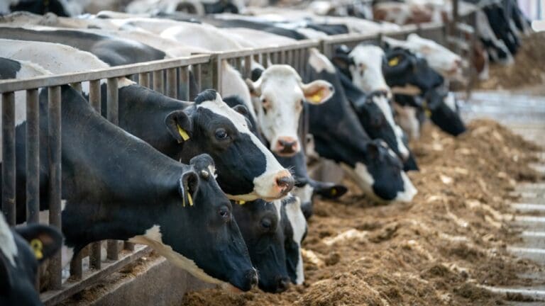 Welsh farmers urged to stay alert as Bluetongue cases rise