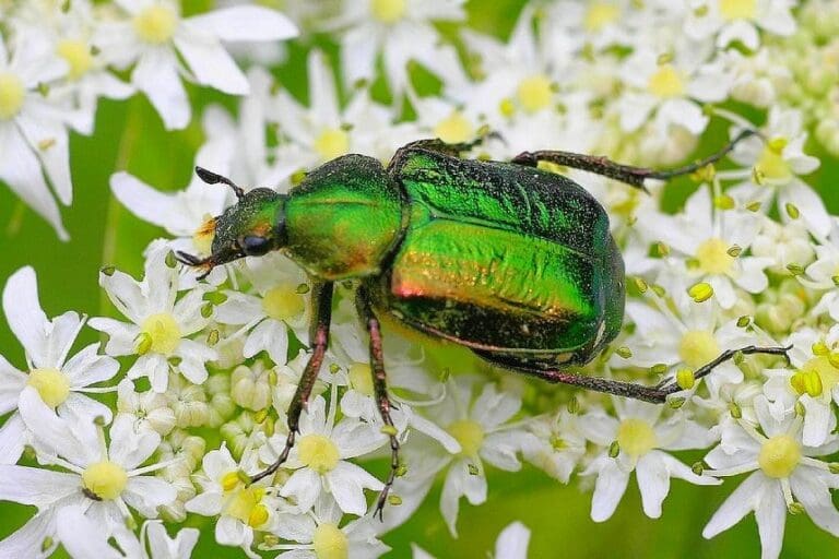 Aberystwyth scientists help protect some of the UK’s rarest orchard wildlife