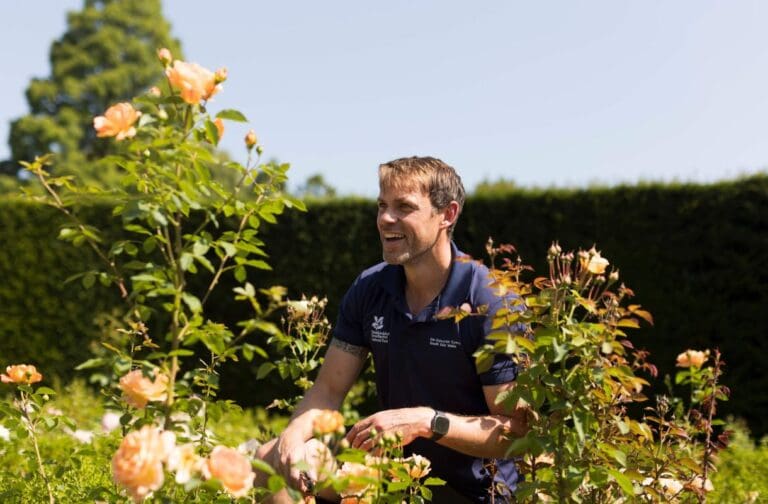 Historic Dyffryn Gardens rose garden restored to its former glory