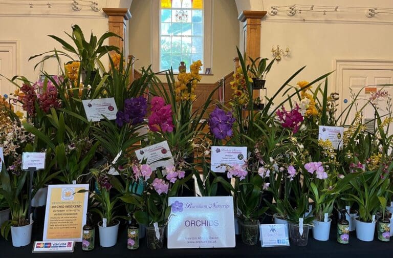 Welsh Orchid Festival returning to Aberglasney Gardens this September