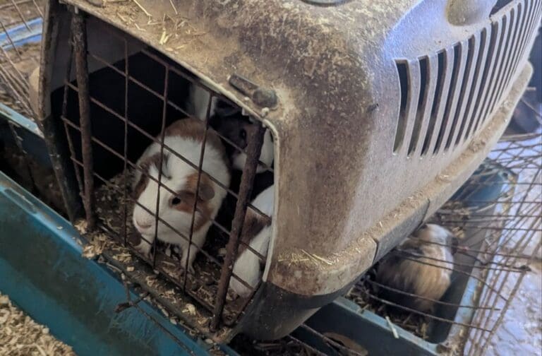 Newport couple banned from keeping animals for life after 145 found in property