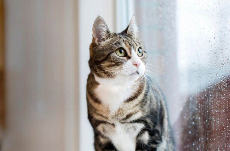 Will your cat forget you while you’re on holiday?
