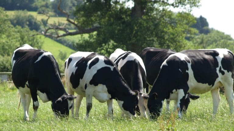 Successful bovine TB projects extended in Wales