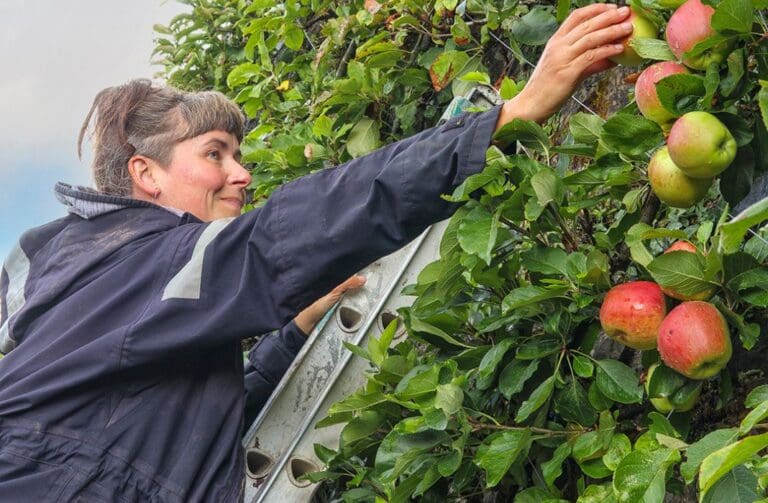 Bring your apples and turn them into juice for free at Welsh garden