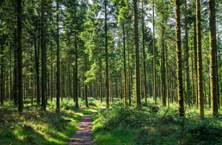 Ancient Welsh forest transformed after two decades of restoration