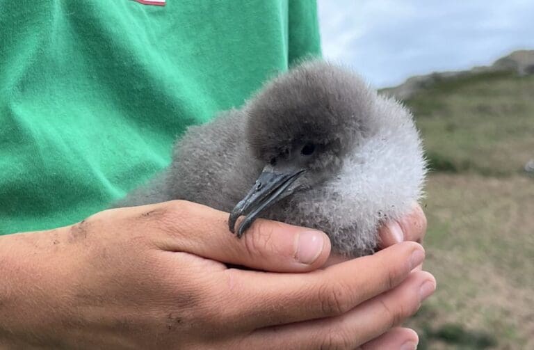 New exhibition to reveal hidden lives of seabirds on Welsh islands
