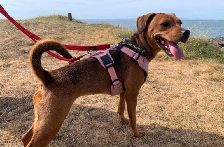 Urgent appeal for Newport rescue dog overlooked for more than 130 days