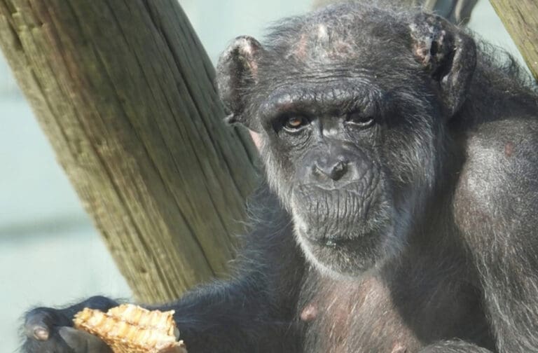 Welsh Mountain Zoo pays touching tribute to chimpanzee Mabel Mabel the chimpanzee at Welsh Mountain Zoo
